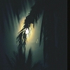 Plants: image4 42 Of 208 Thumb